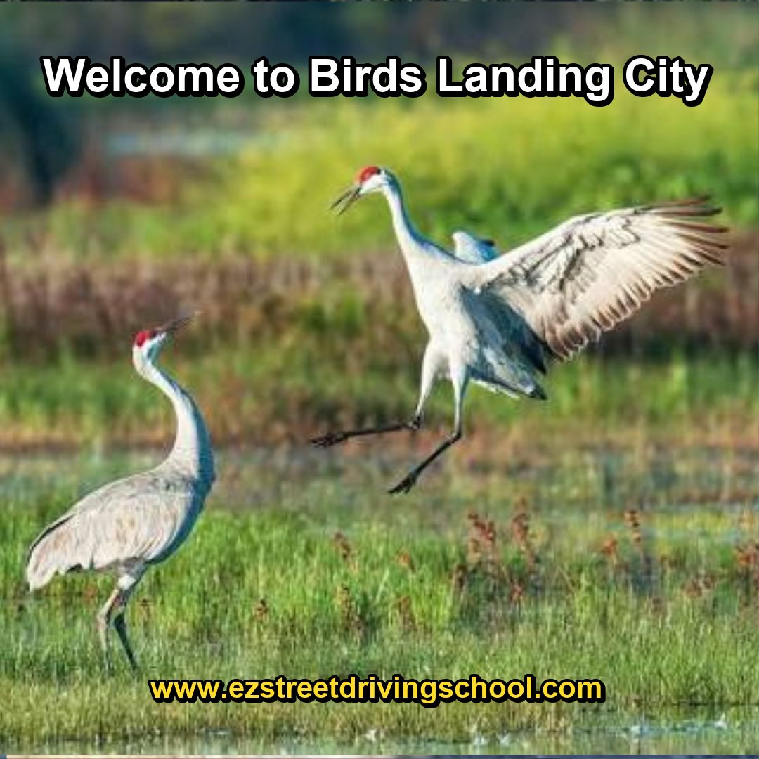 Driving Lessons in Birds Landing